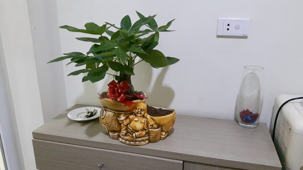 Kim ngân để trong phòng làm việc