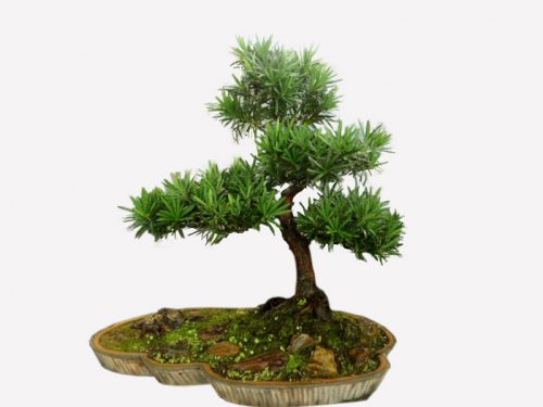Cây tùng thể hiện khí chất của nam tử hán