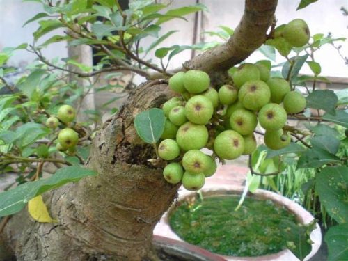 Cây sung mang ý nghĩa đem lại sung túc
