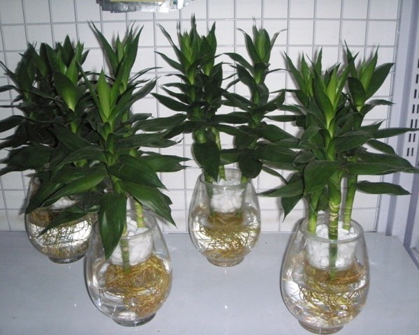 Cây phát tài