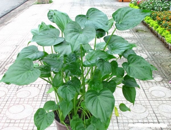 Cây tai Phật