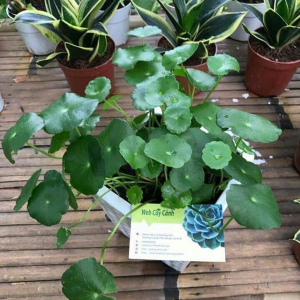 Cây cỏ đồng tiền