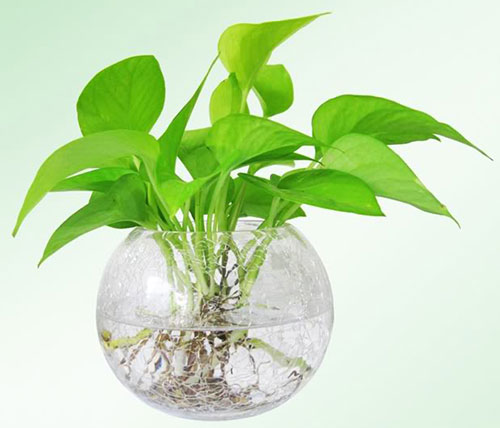 Cây trầu bà