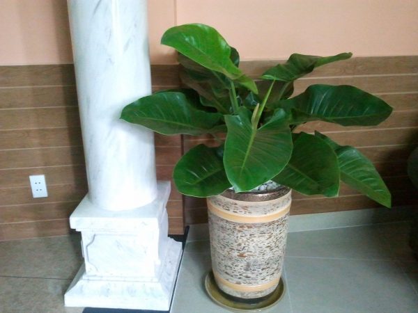 Cây Đế Vương Xanh