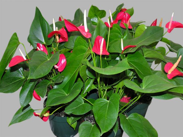 Cây hồng môn đỏ