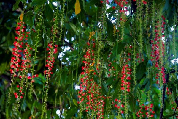 Cây lộc vừng