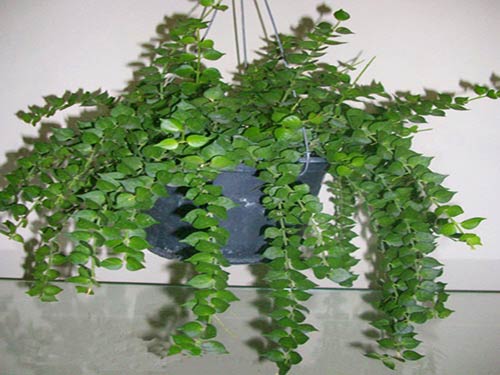 Cây thường xuân