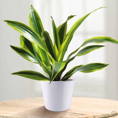 Cây Thiết Mộc Lan về mặt phong thủy, nó được xem là loài cây phát tài và thịnh vượng trong đời sống.