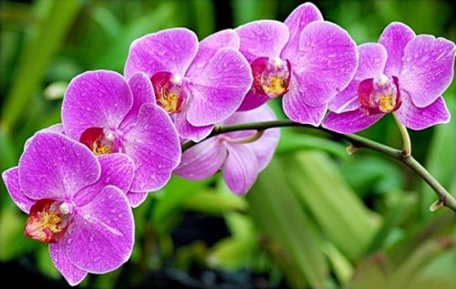 Hoa phong lan có màu sắc rực rỡ và có tên mang ý nghĩa không tốt