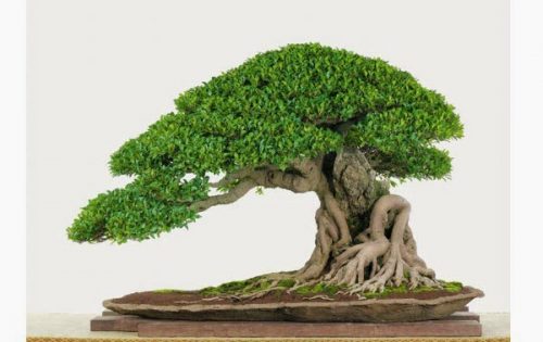 Cây Sanh là cây mang lại may mắn và sung túc cho gia chủ