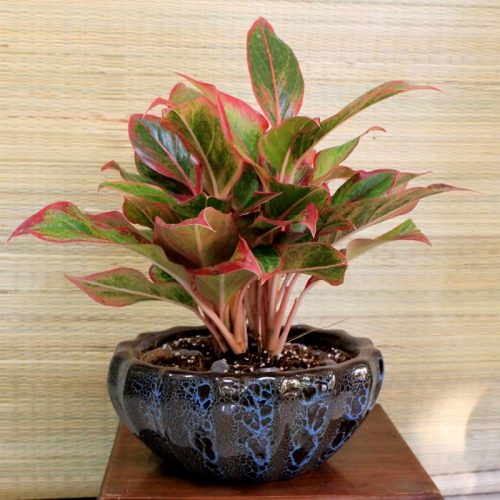 Bởi không chỉ là đẹp mà nó còn mang ý nghĩa thanh lọc không khí đem lại cho con người không khí trong sạch.