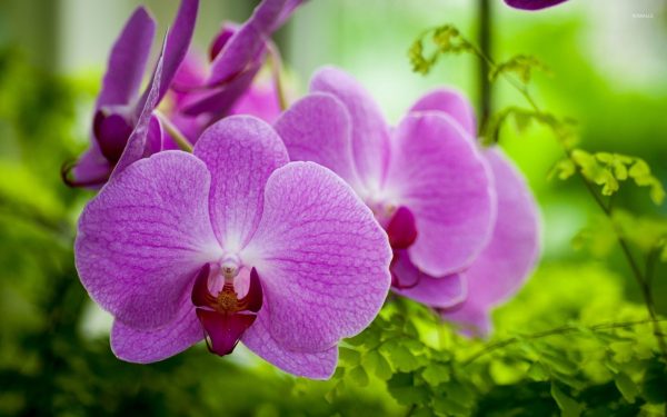 Hoa phong lan