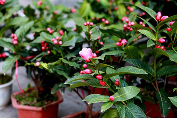 Hoa hải đường