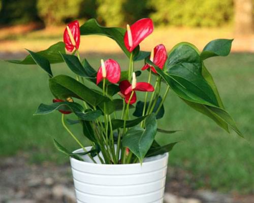 Gia chủ tuổi Đinh Mão nên chọn cây cảnh để phòng làm việc có gam màu thuộc Mộc. Để đem lại lộc tài và thịnh vượng trong sự nghiệp (ảnh minh họa).