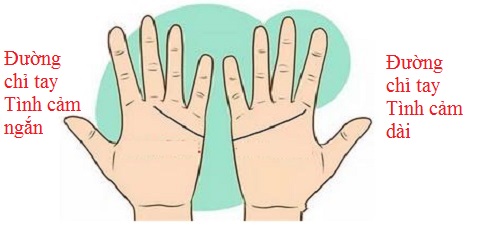 Nếu nữ sở hữu đường chỉ tay tình cảm dài thì họ là người hành động tích cực, không mơ tưởng linh tinh và rất thực tế (ảnh minh họa).