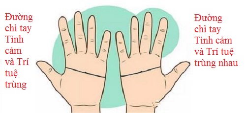 Cả nam và nữ đều có đường chỉ tay trí tuệ và tình cảm hợp làm một (ảnh minh họa).