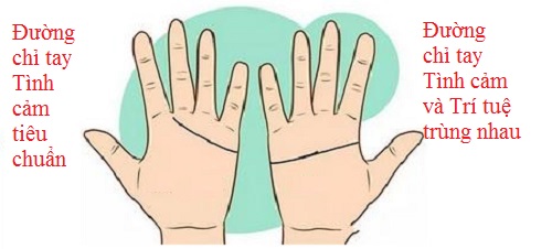 Đường chỉ tay tình cảm nam tiêu chuẩn, nữ có trí tuệ và đường tình cảm trùng nhau (ảnh minh họa).
