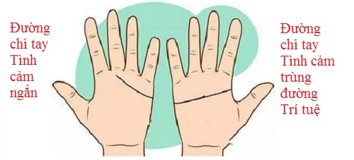 Nam có đường chỉ tay tình cảm ngắn, nữ trùng đường trí tuệ (ảnh minh họa).