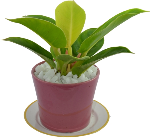 Cây đế vương