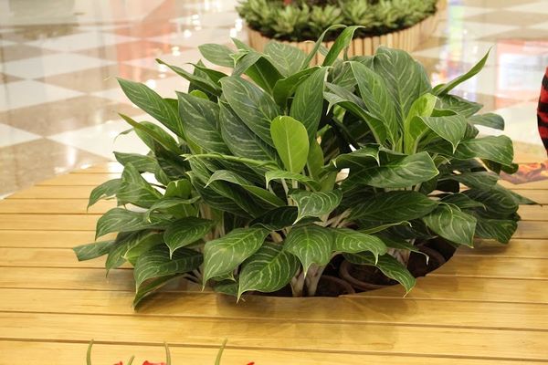 Cây bạch mã hoàng tử