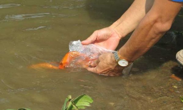 Thả cá phóng sinh