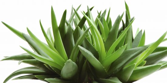 Cây nha đam, lô hội trong phong thủy có tác dụng gì?