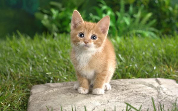 Điềm báo mèo chết nên đánh con gì?