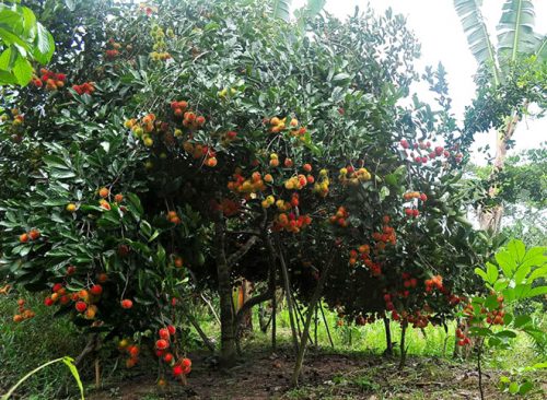 Vườn trái cây Long Khánh ở Đồng Nai (ảnh minh họa).