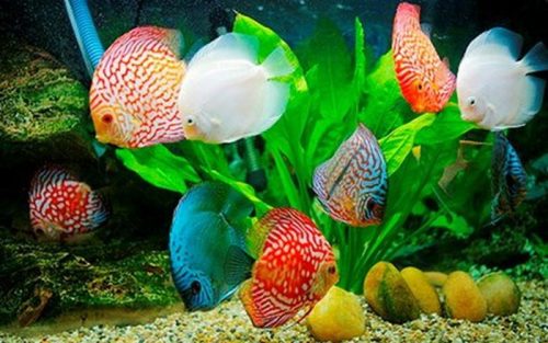 Người mệnh Kim nên nuôi cá cảnh với số lượng là 4 hoặc 9 để mang lại may mắn và vận khí tốt (ảnh minh họa).