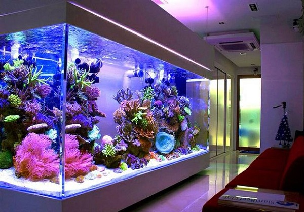 Vị trí đặt ở bể cá