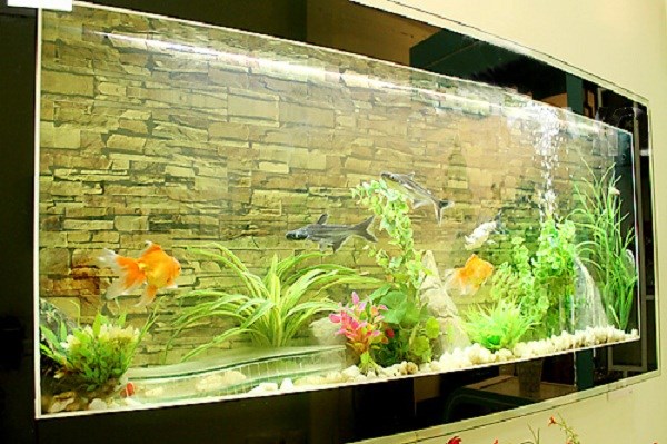 Bể cá cảnh