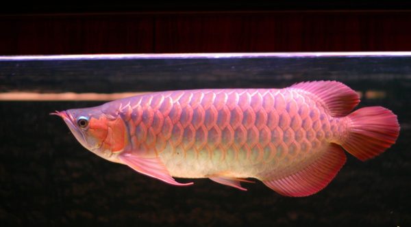Cá Hồng Long
