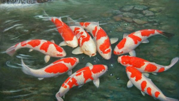 Số lượng cá thích hợp