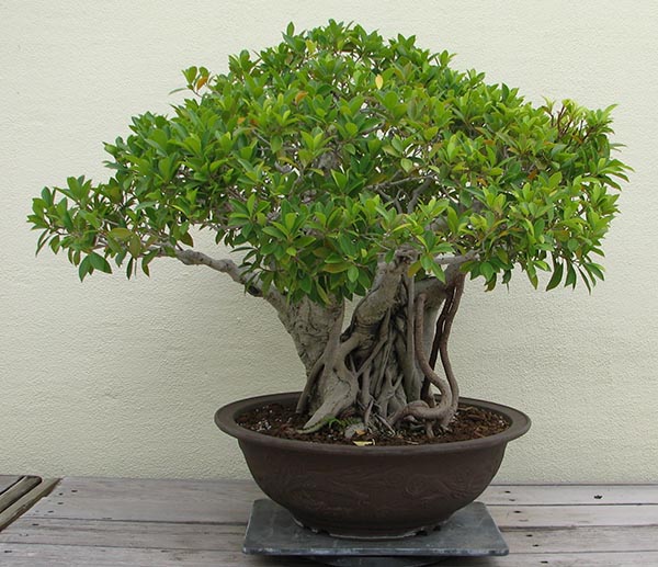 Những điểm cần lưu ý khi trồng si cảnh
