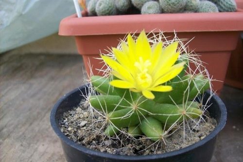 Ý nghĩa cây hoa xương rồng trong phong thủy