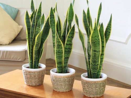 Trong phong thủy cây lưỡi hỗ có ý nghĩa mang lại may mắn và tài lộc.